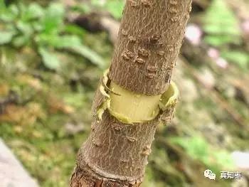 枣树栽培技术问题大全
