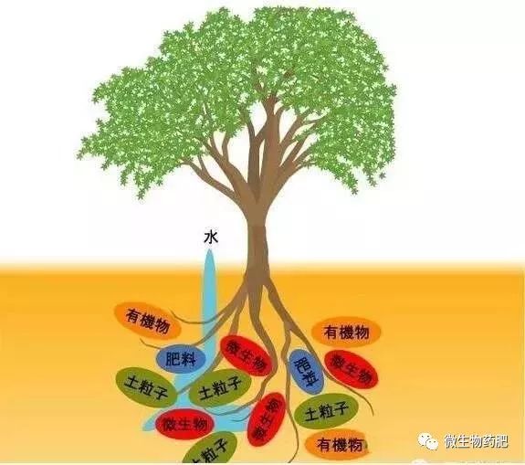 土壤有益微生物十大作用！