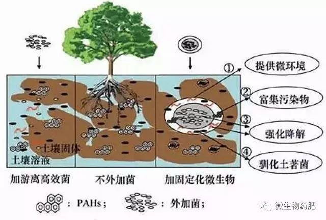 土壤有益微生物十大作用！