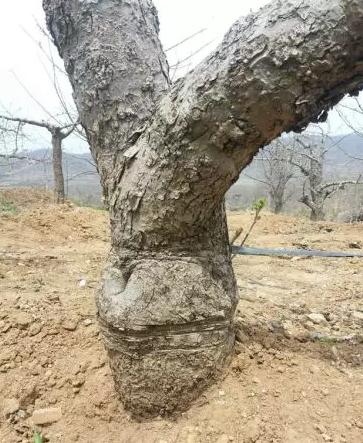 果树禁忌环剥