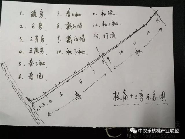 核桃枝条十三剪法要领