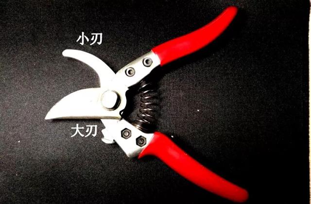 核桃枝条十三剪法要领
