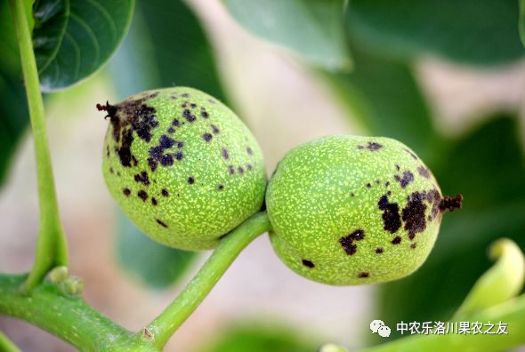 核桃树六月派活单