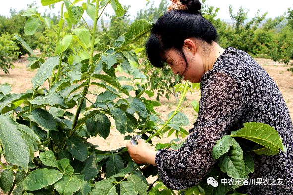 核桃树六月派活单