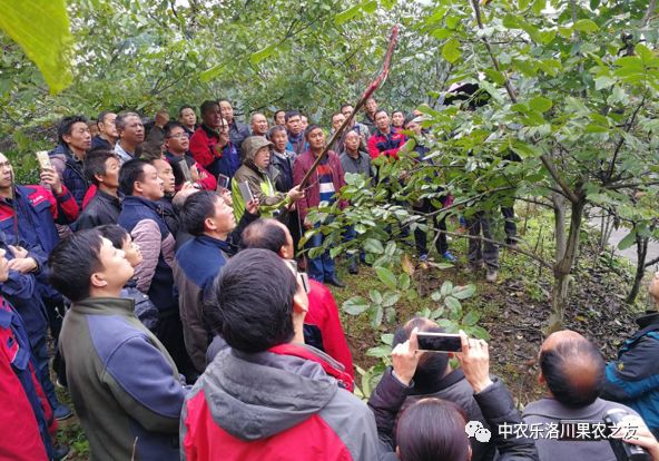 核桃树六月派活单