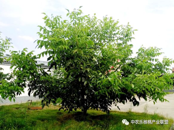 核桃管理三字经（四）