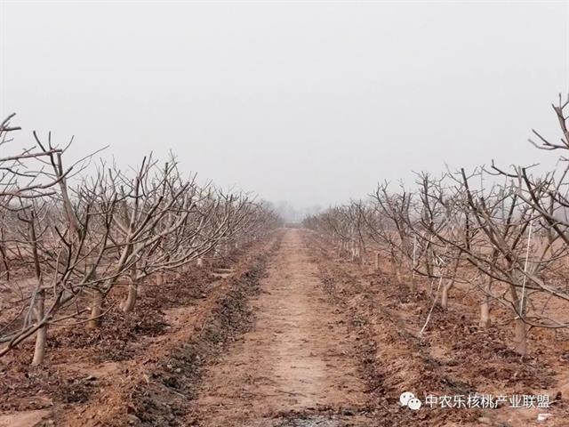 核桃管理三字经（三）