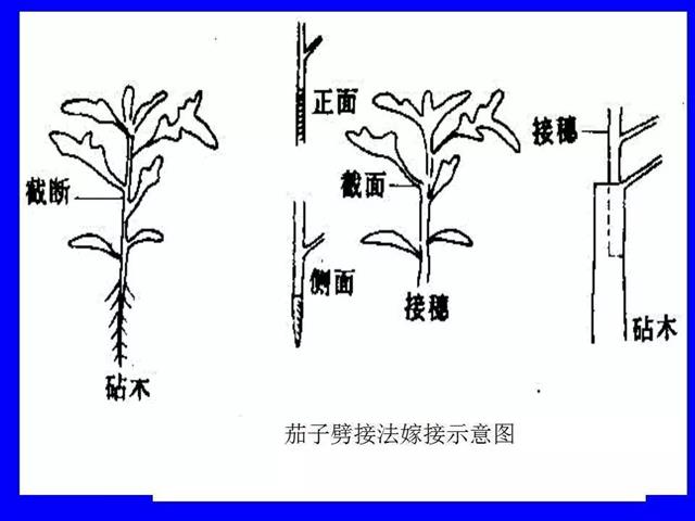 育苗技术大全