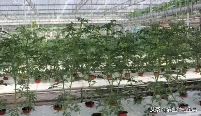 无土栽培几种蔬菜营养液配方