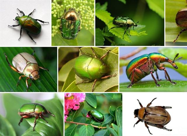 金龟子的危害与防治