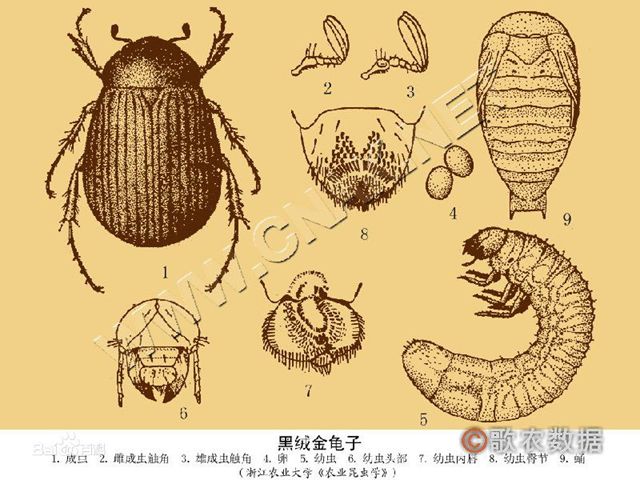 金龟子的危害与防治