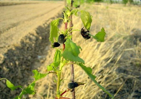 金龟子的危害与防治