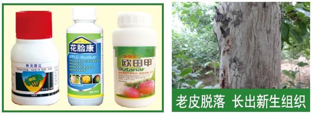 优质丰产苹果园四季修剪技术
