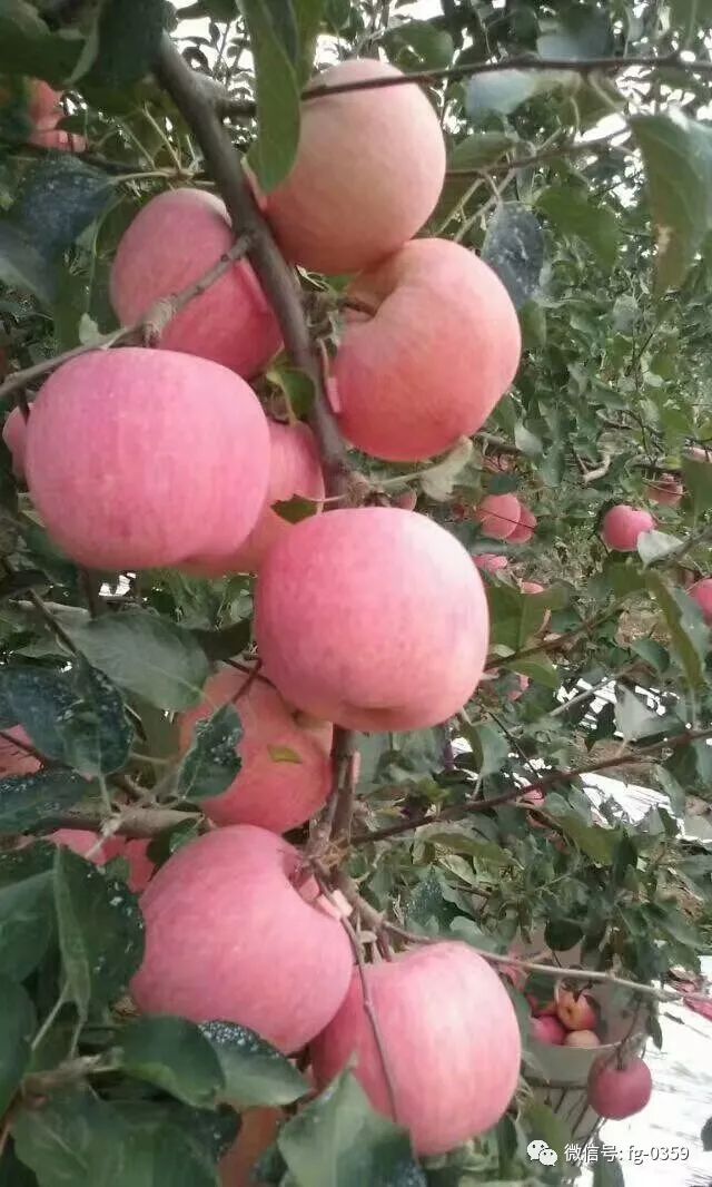 苹果树“垂帘式”结果枝组(图解)