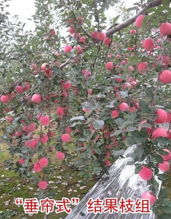苹果树“垂帘式”结果枝组(图解)