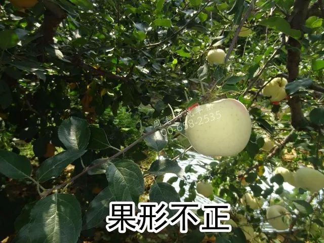 苹果树“垂帘式”结果枝组(图解)
