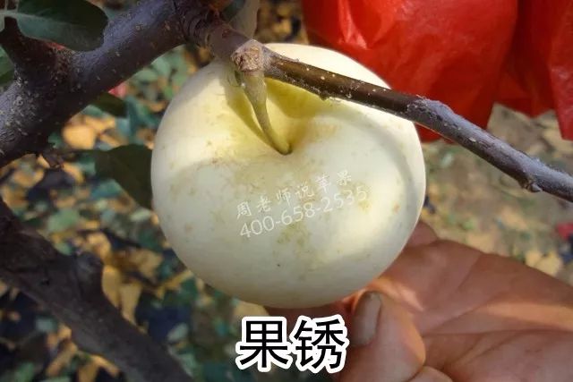 苹果树“垂帘式”结果枝组(图解)
