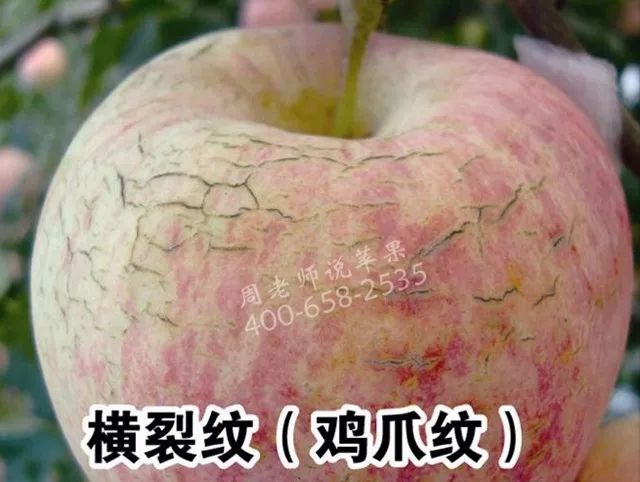 苹果树“垂帘式”结果枝组(图解)
