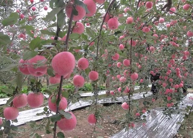 苹果树"垂帘式"结果枝组(图解) - 农村致富网