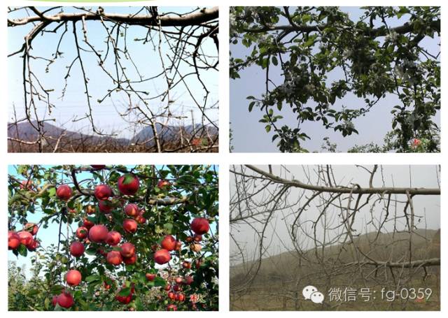苹果树“垂帘式”结果枝组(图解)