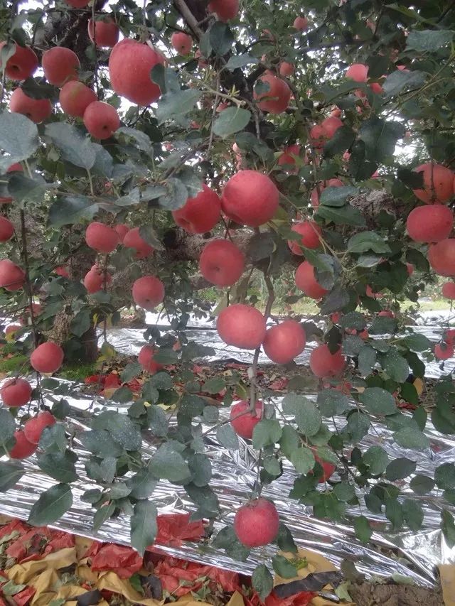 苹果树“垂帘式”结果枝组(图解)