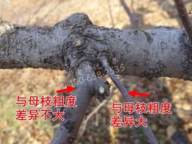 苹果树“垂帘式”结果枝组(图解)
