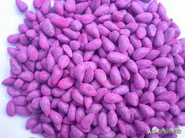 购买种子应注意的五个事项