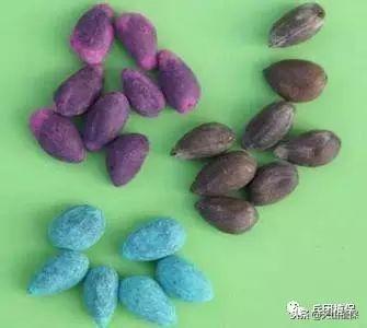 购买种子应注意的五个事项