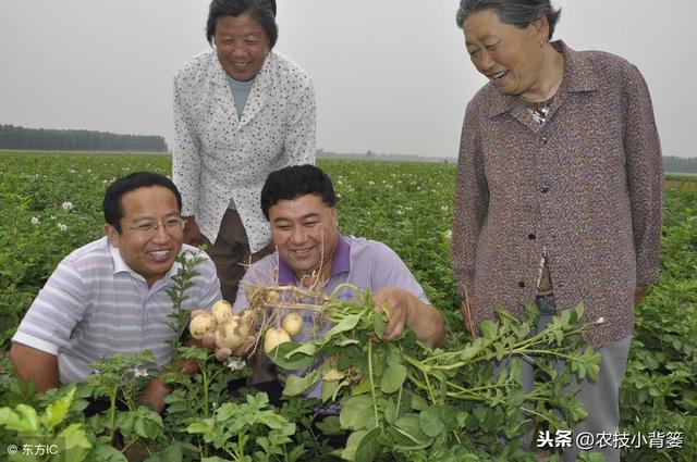 马铃薯播种技巧