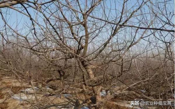 详细的苹果修剪技术(图解)