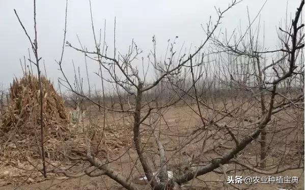 详细的苹果修剪技术(图解)