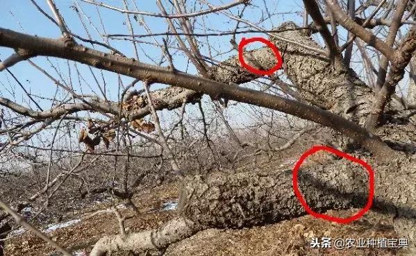 详细的苹果修剪技术(图解)