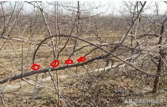 详细的苹果修剪技术(图解)