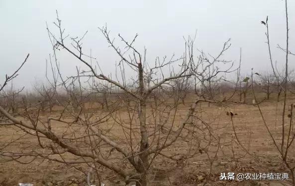 详细的苹果修剪技术(图解)