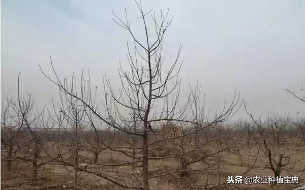 详细的苹果修剪技术(图解)