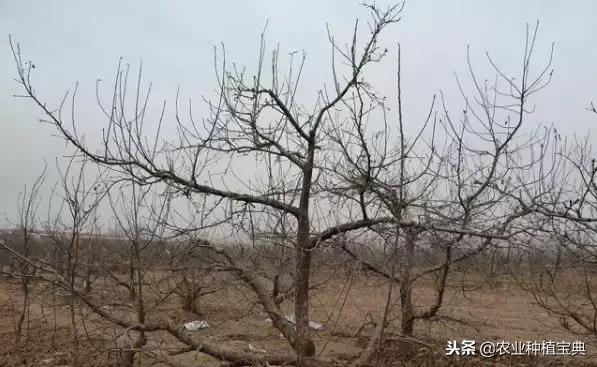 详细的苹果修剪技术(图解)