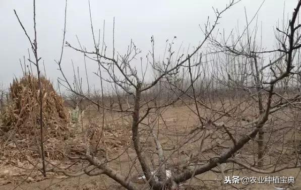 详细的苹果修剪技术(图解)