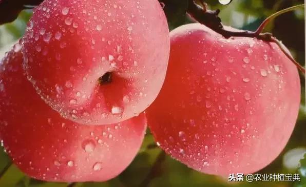 详细的苹果修剪技术(图解)