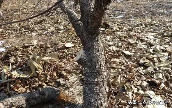 详细的苹果修剪技术(图解)