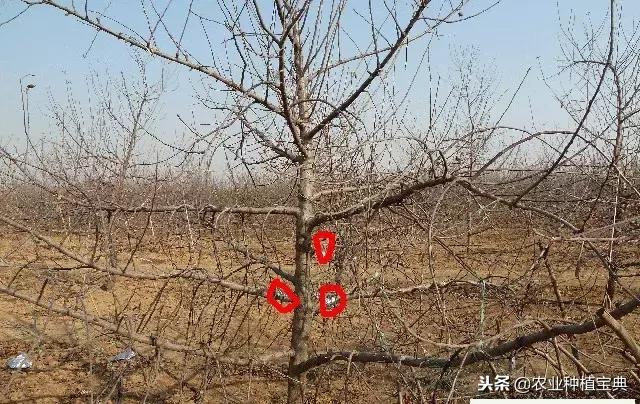 详细的苹果修剪技术(图解)
