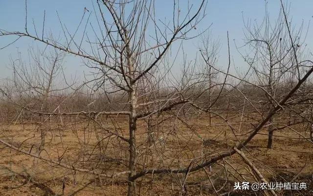 详细的苹果修剪技术(图解)
