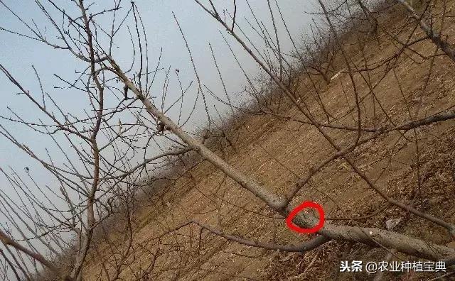 详细的苹果修剪技术(图解)