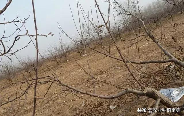 详细的苹果修剪技术(图解)