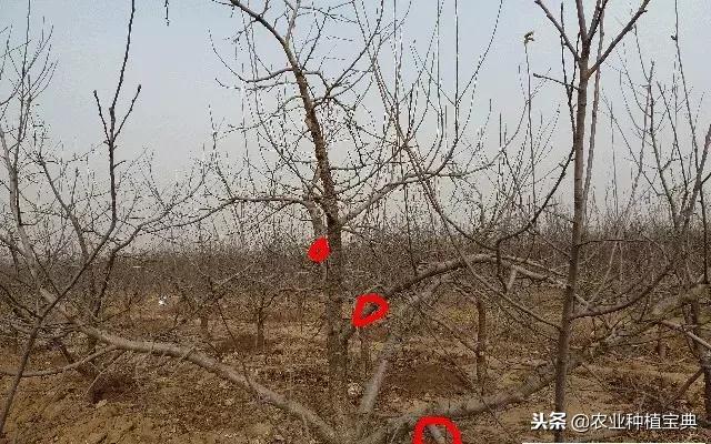 详细的苹果修剪技术(图解)
