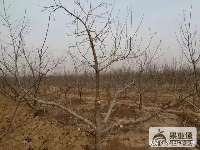 详细的苹果修剪技术(图解)