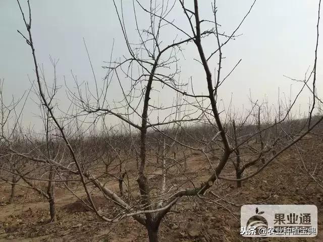 详细的苹果修剪技术(图解)