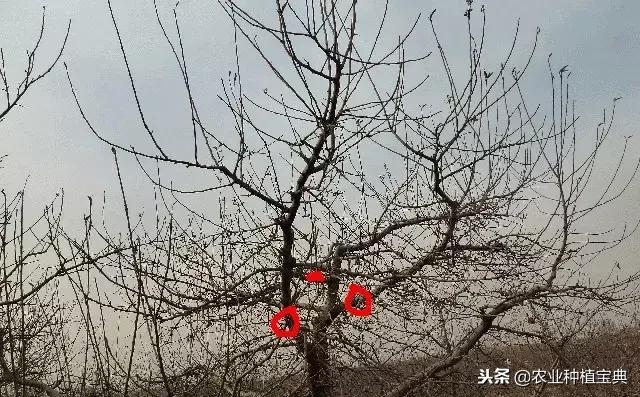 详细的苹果修剪技术(图解)