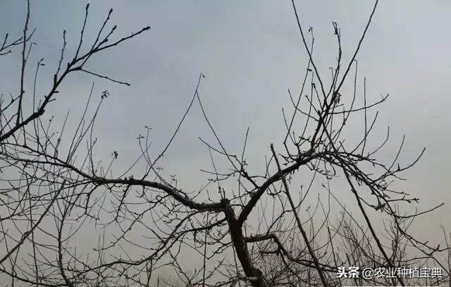 详细的苹果修剪技术(图解)