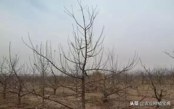 详细的苹果修剪技术(图解)