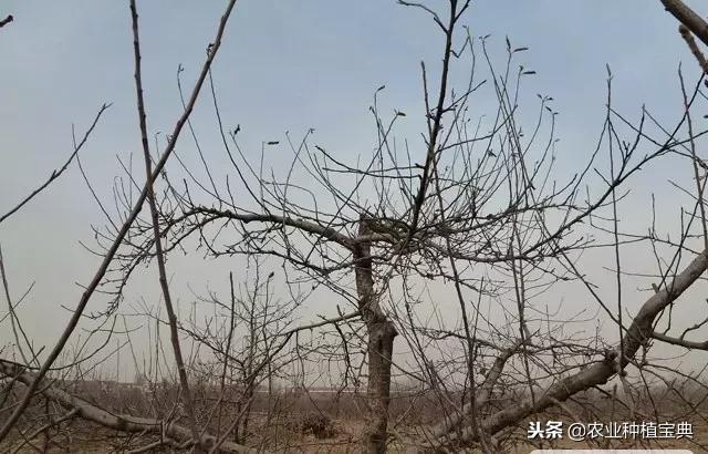 详细的苹果修剪技术(图解)